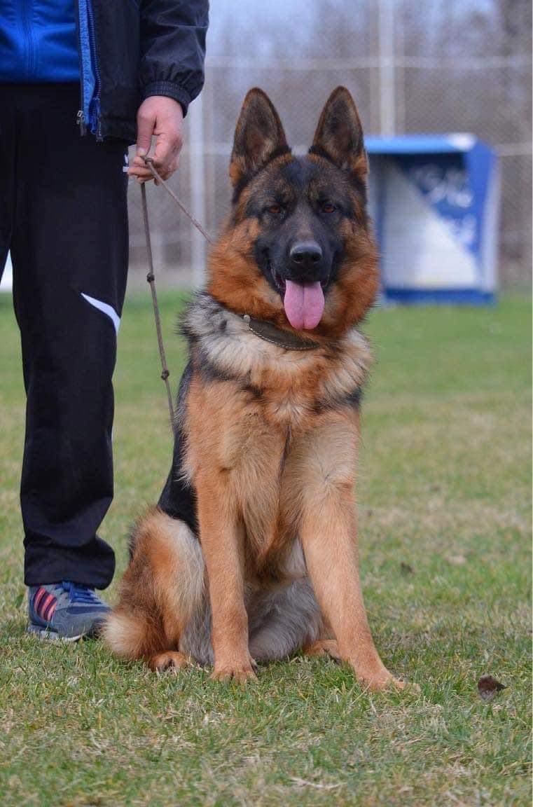 Solid black stock coat female breeder image 7