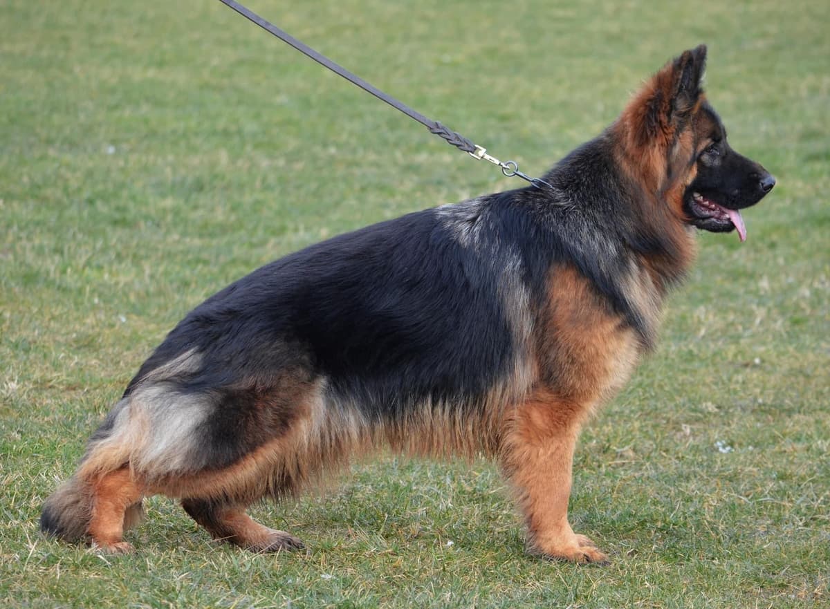 Solid black stock coat female breeder image 8