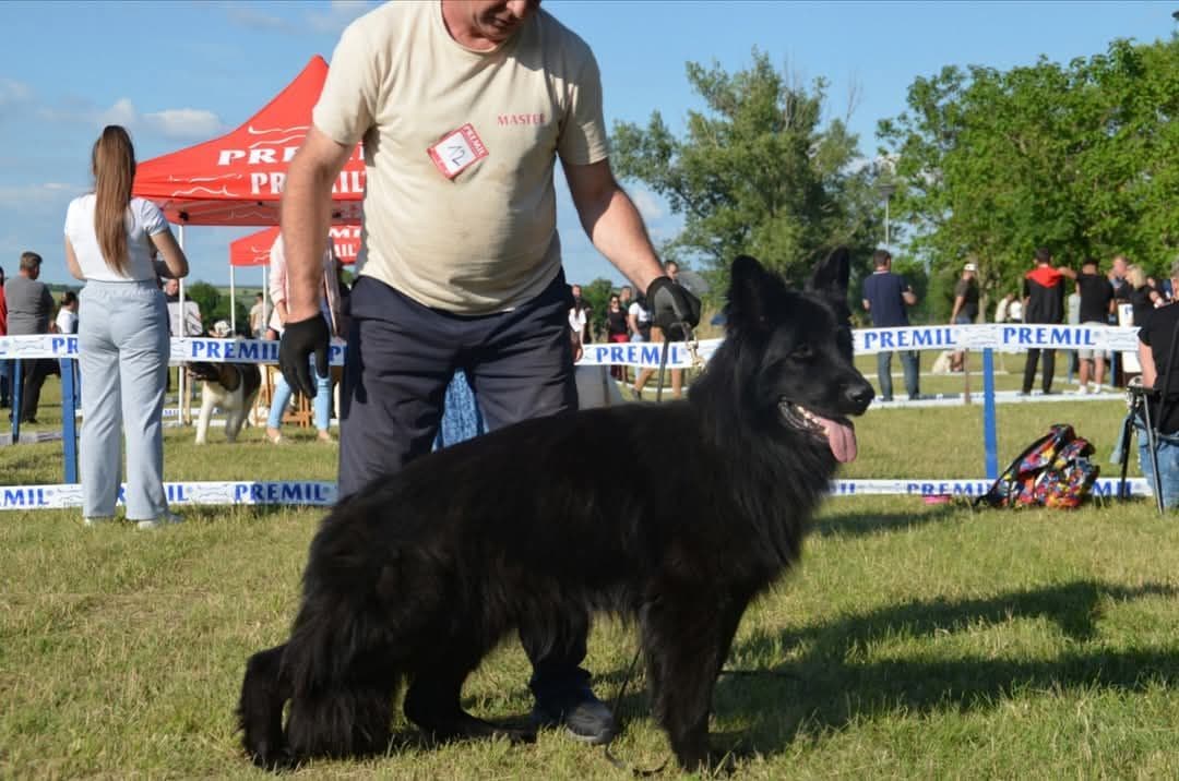 Solid black stock coat female breeder image 9