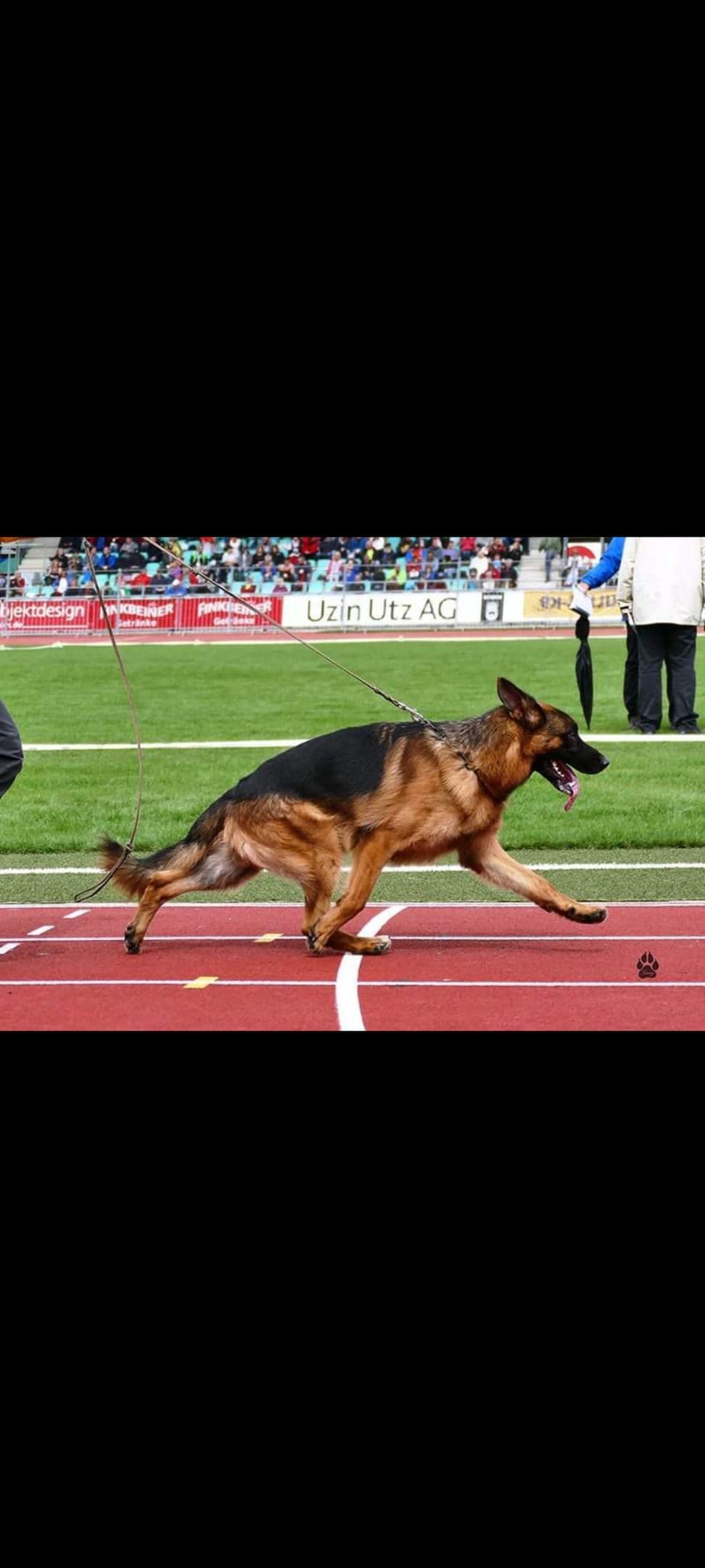Solid black stock coat female breeder image 10