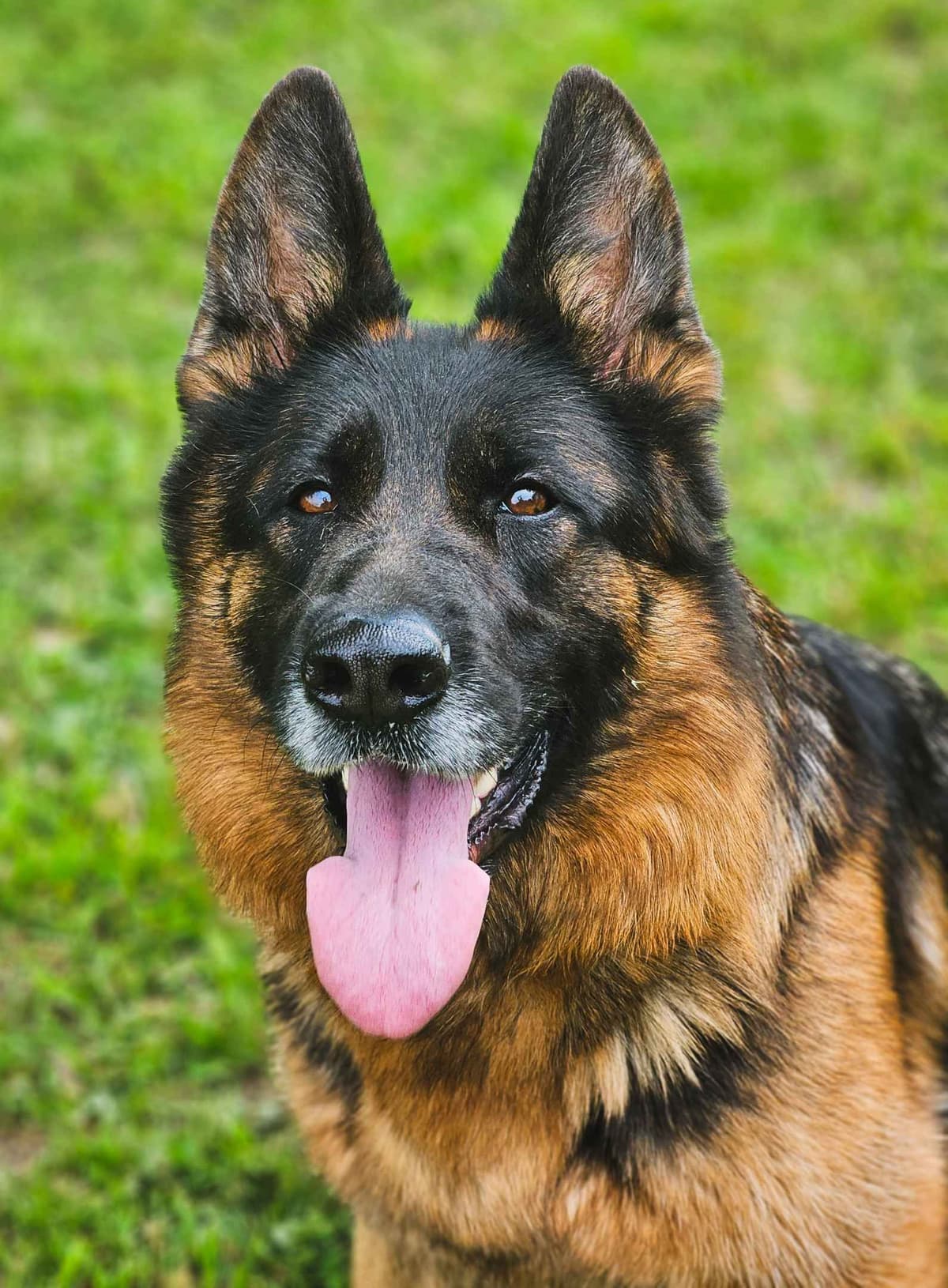 Solid black stock coat female breeder image 11