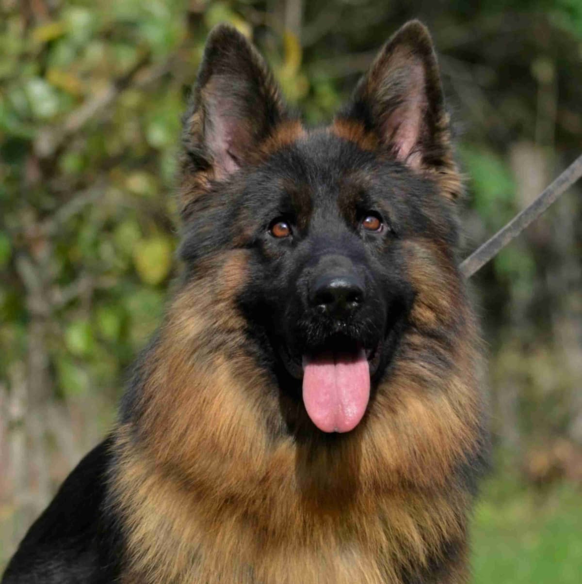Solid black stock coat female breeder image 12