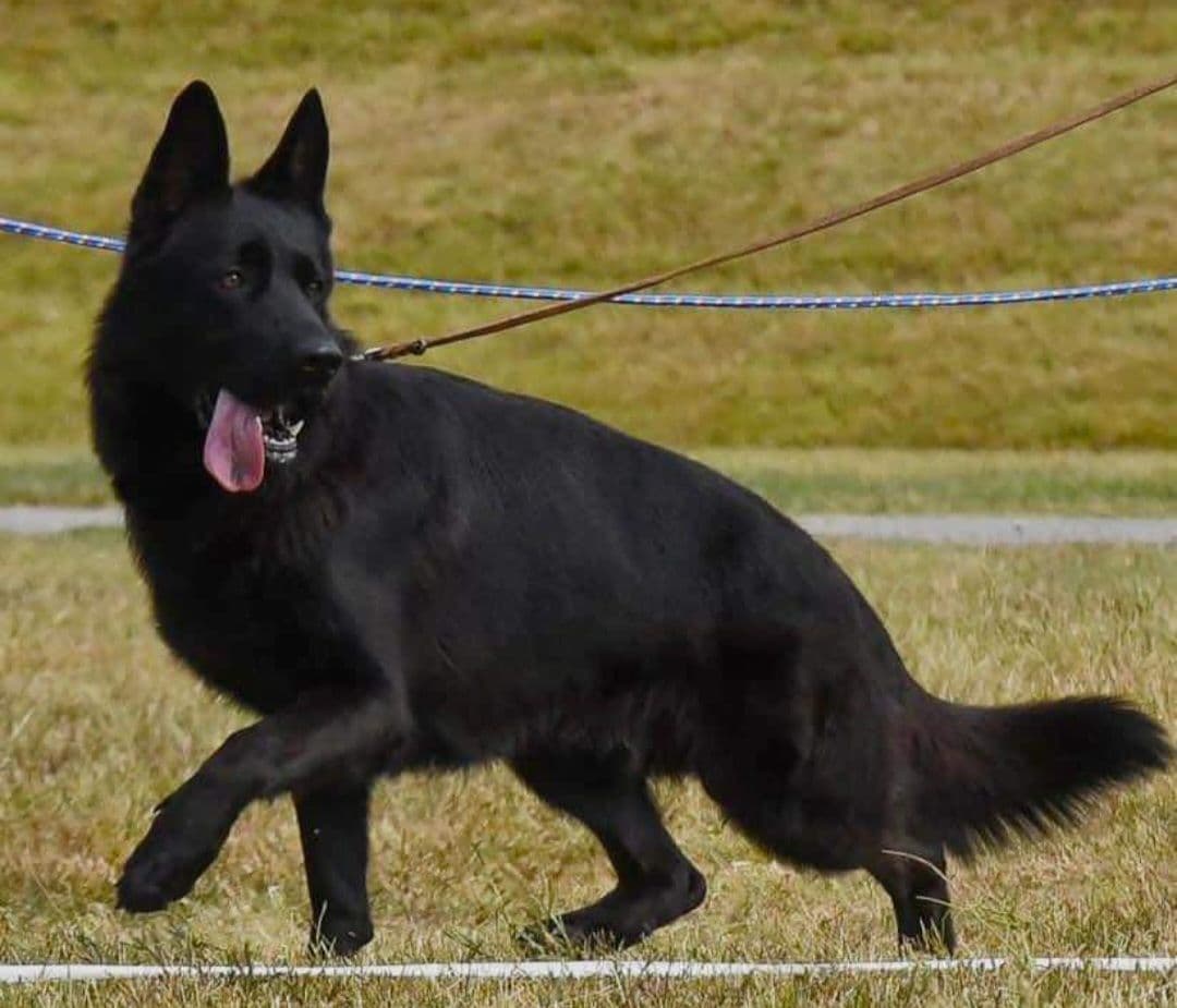 Solid black stock coat female breeder image 13