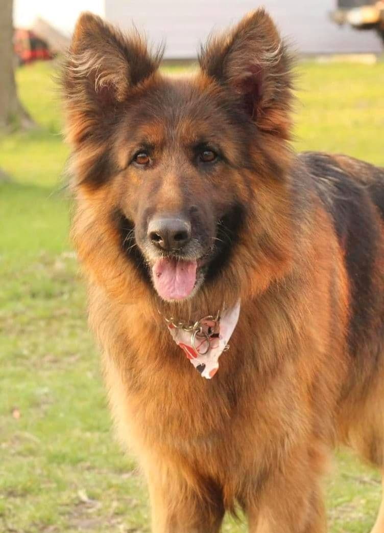 Solid black stock coat female breeder image 14