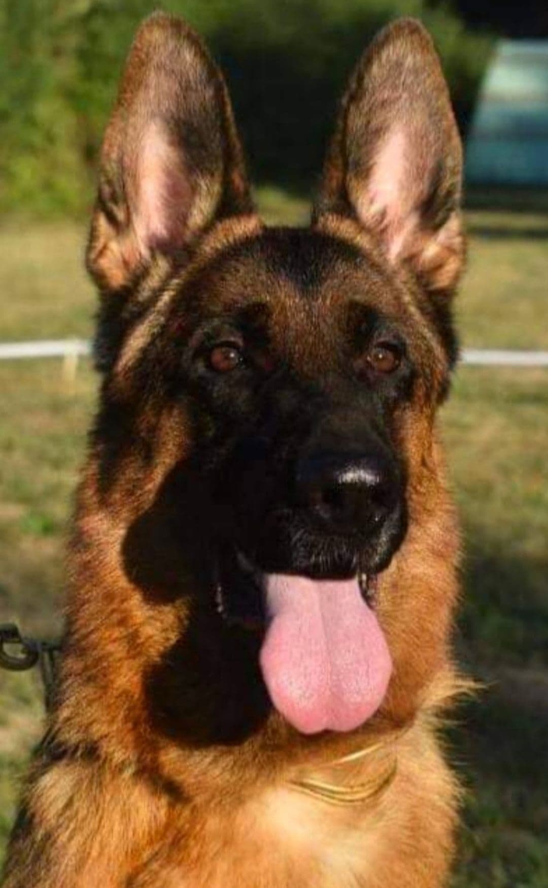 Solid black stock coat female breeder image 15