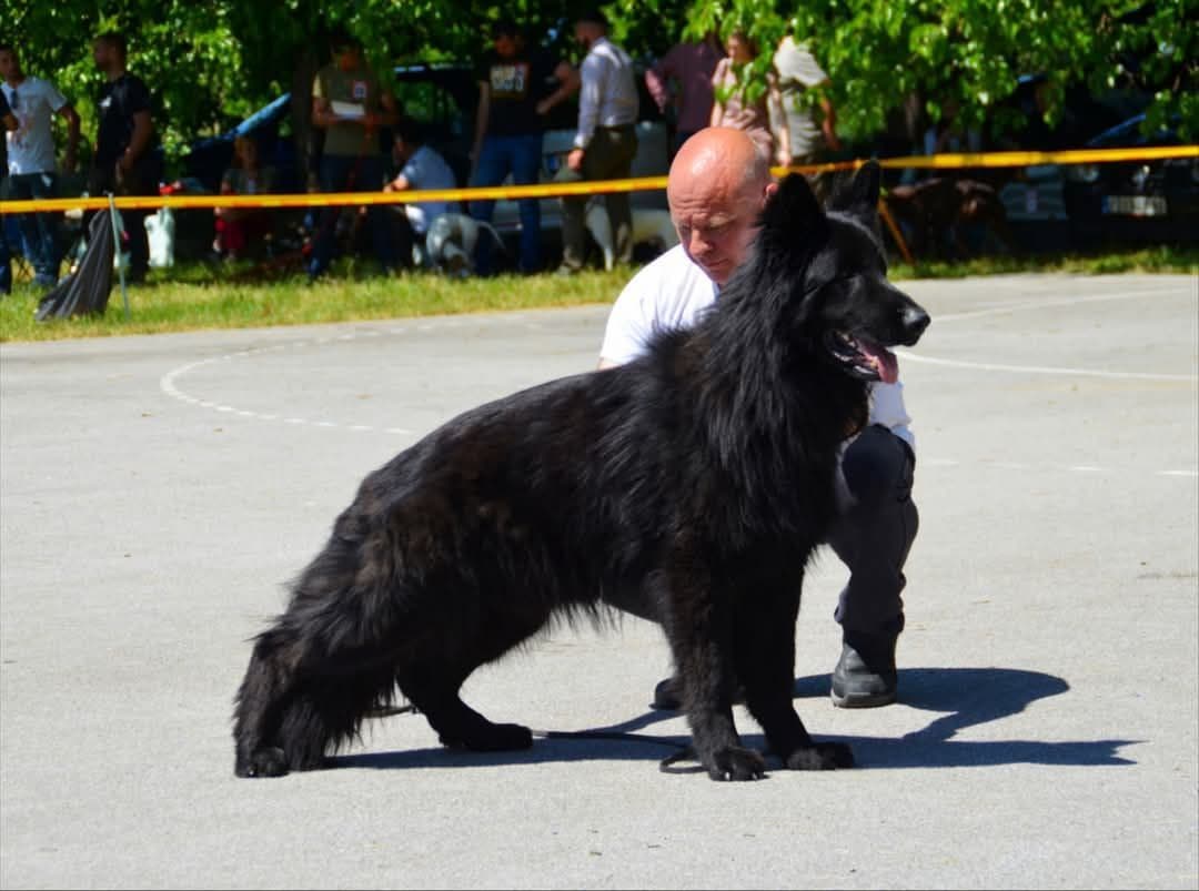 Solid black stock coat female breeder image 16