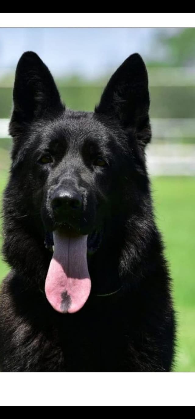 Solid black stock coat female media 2