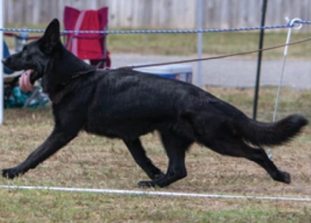 Solid black stock coat female media 3