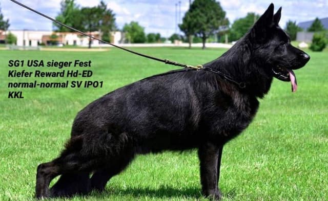 Solid black stock coat female media 4