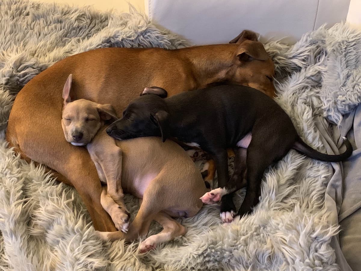Italian Greyhound Puppies breeder image 8