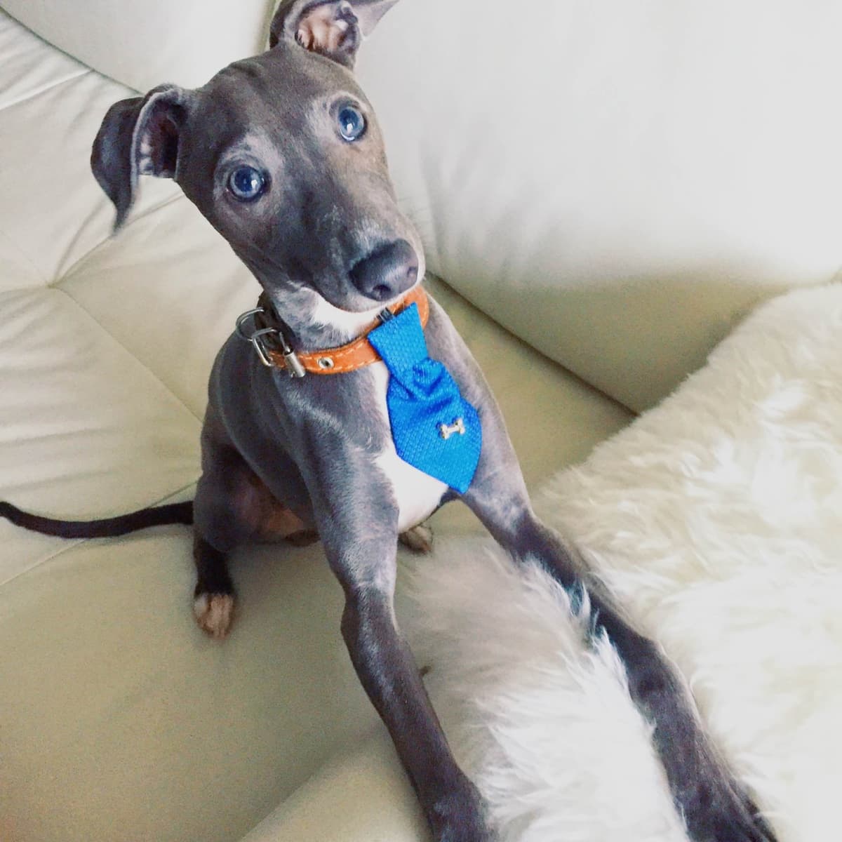 Italian Greyhound Puppies breeder image 5