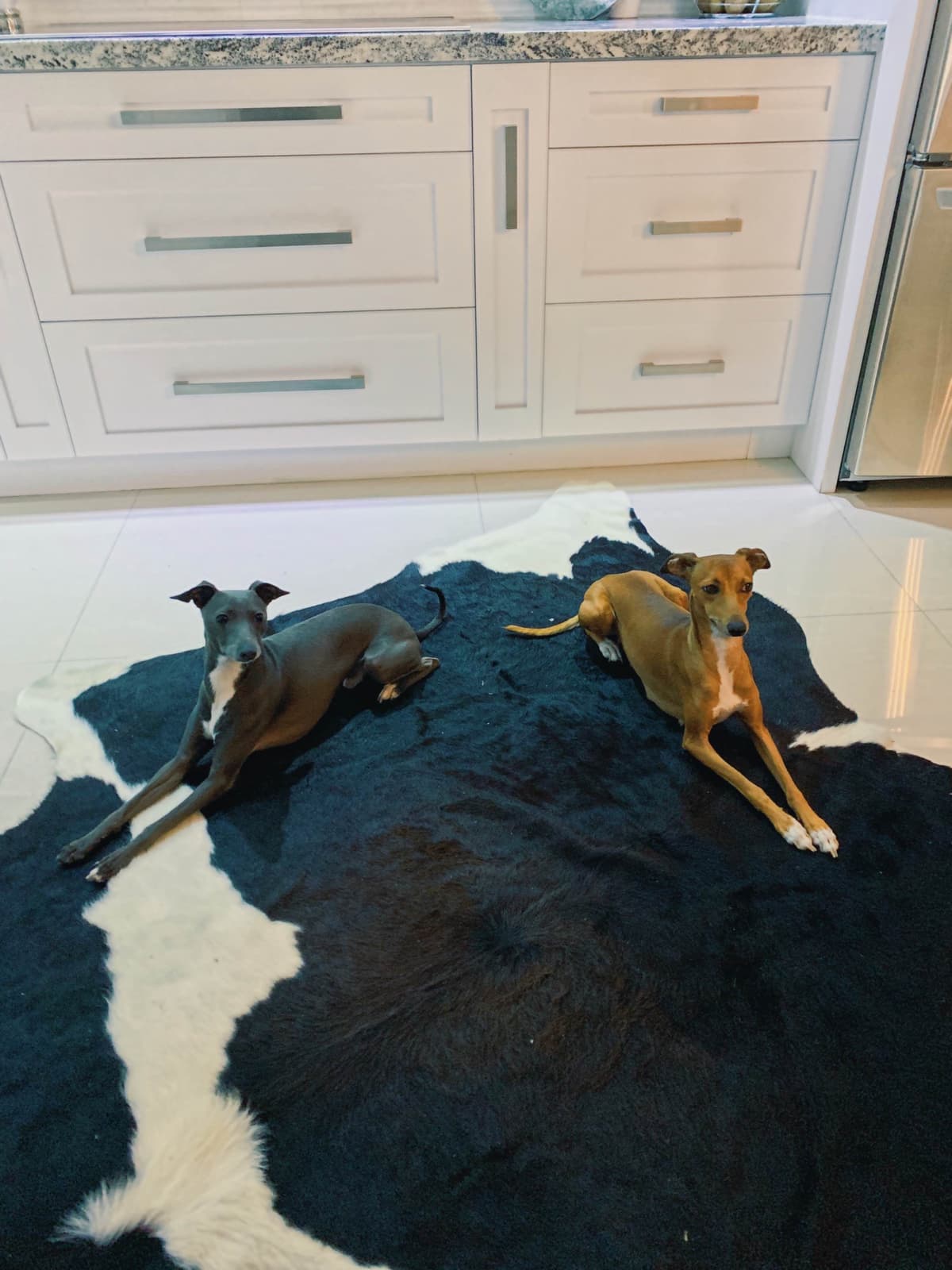 Italian Greyhound Puppies breeder image 10