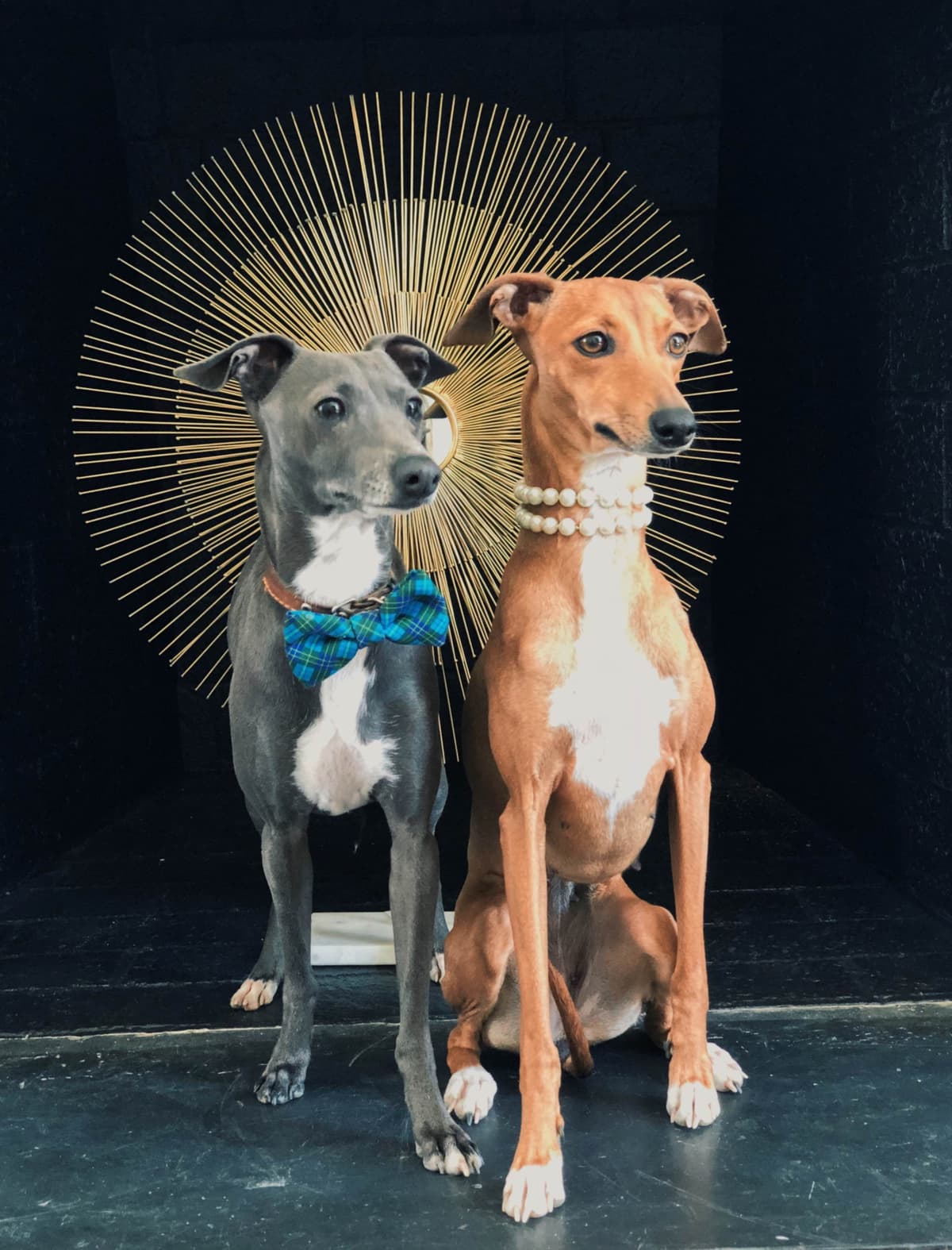 Italian Greyhound Puppies breeder image 11