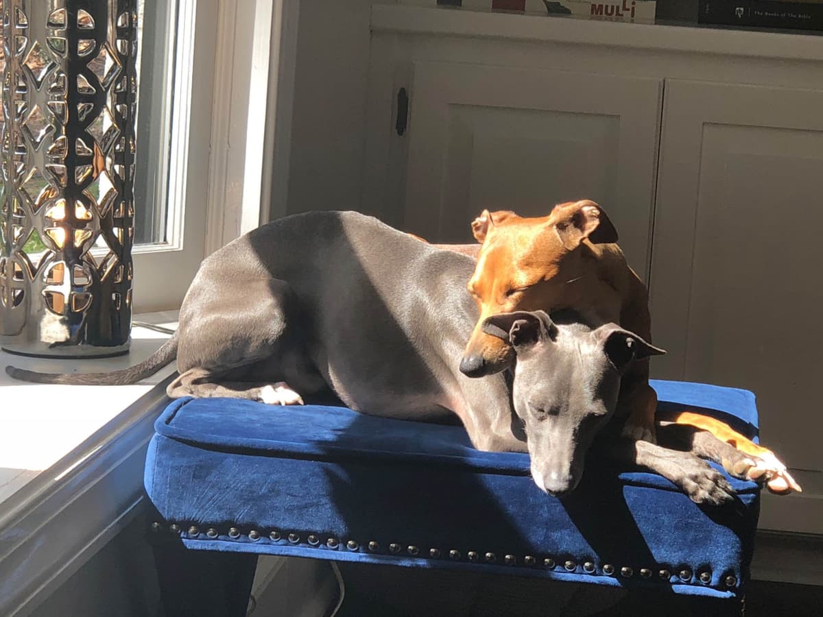 Italian Greyhound Puppies breeder image 14