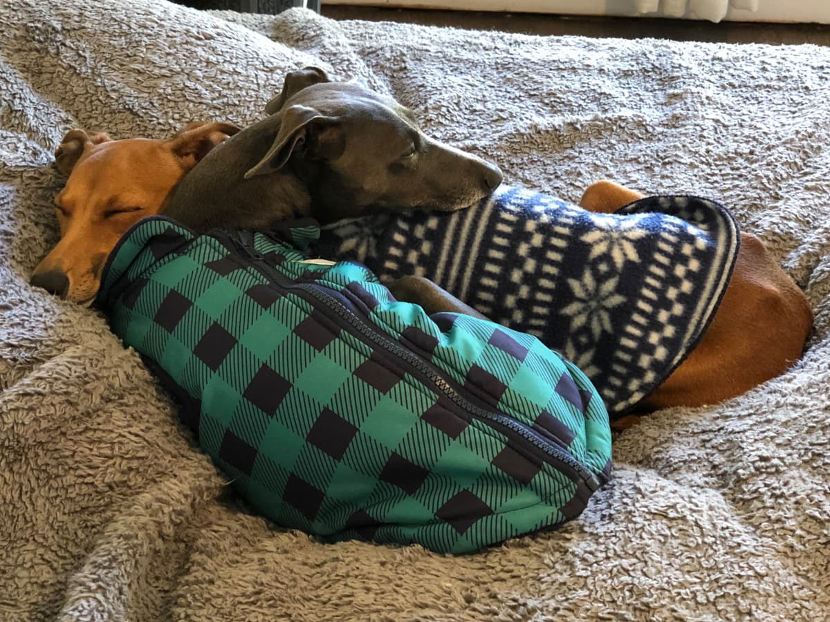 Italian Greyhound Puppies breeder image 15