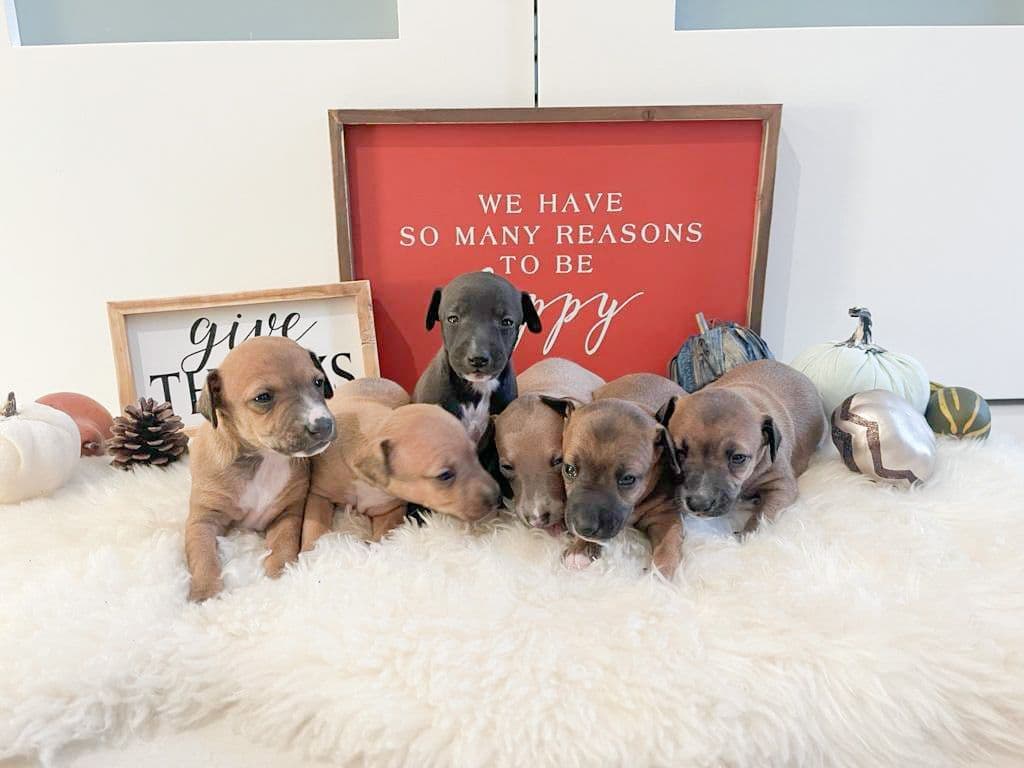 Italian Greyhound Puppies breeder image 17