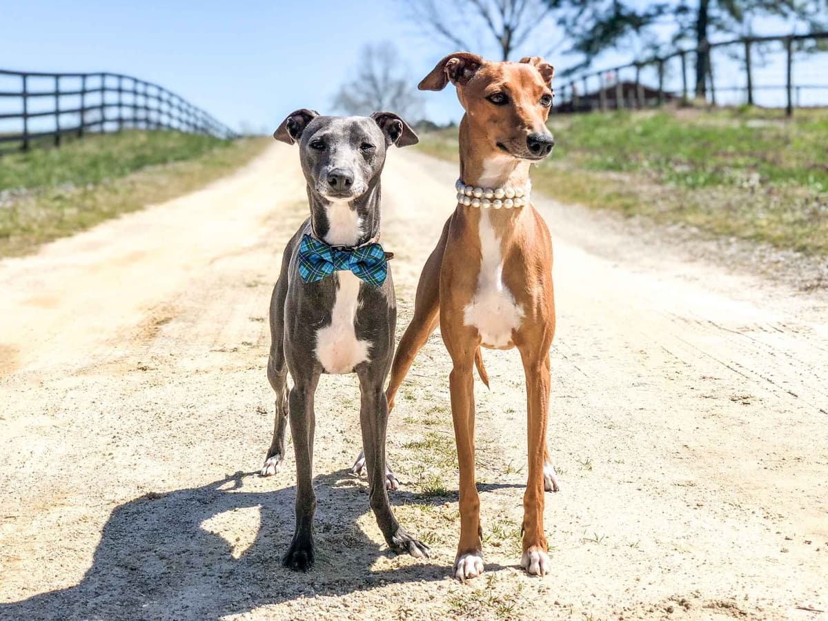 Italian Greyhound Puppies breeder image 3