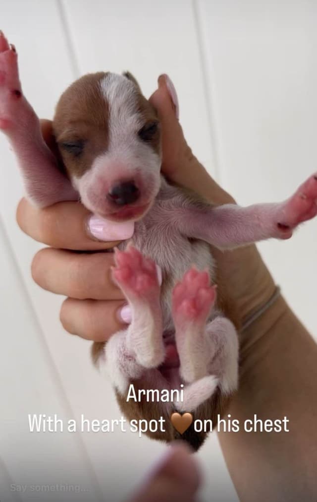 Italian Greyhound Puppies media 4