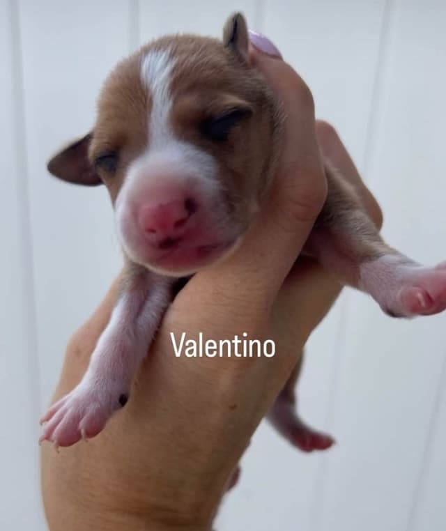 Italian Greyhound Puppies media 5