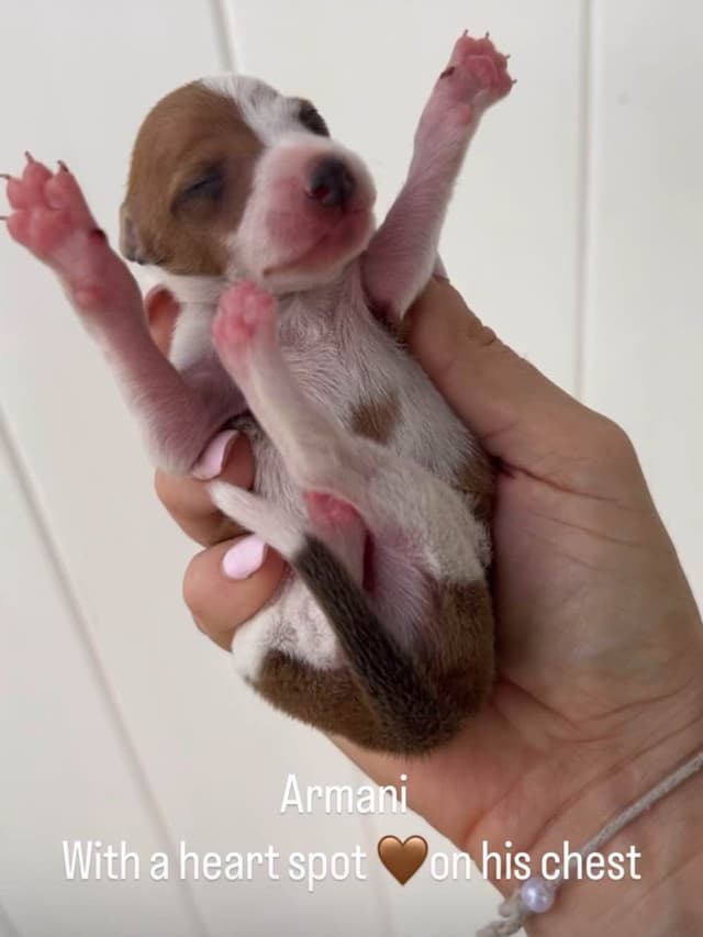 Italian Greyhound Puppies media 6