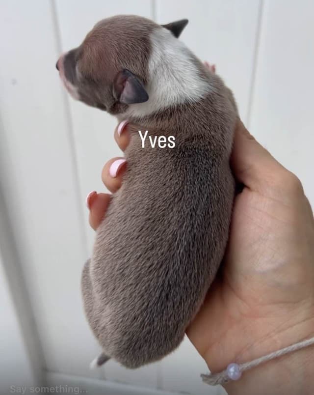 Italian Greyhound Puppies media 7