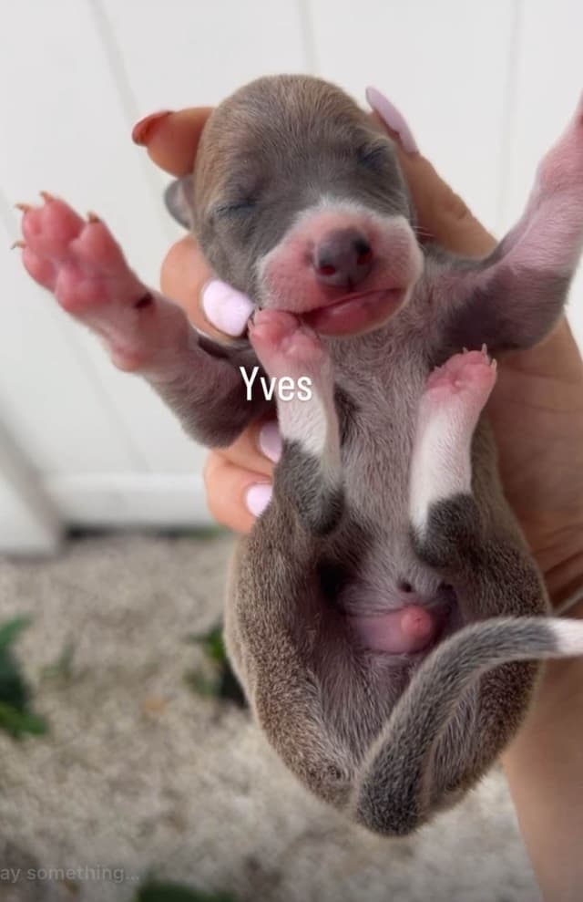 Italian Greyhound Puppies media 8