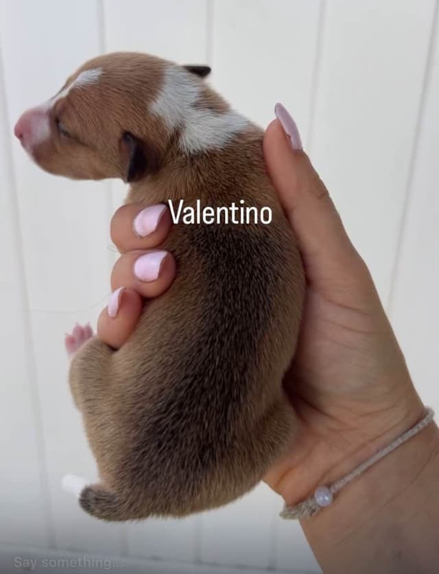 Italian Greyhound Puppies media 9