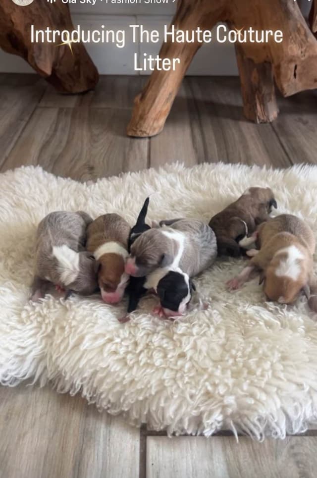 Italian Greyhound Puppies media 11