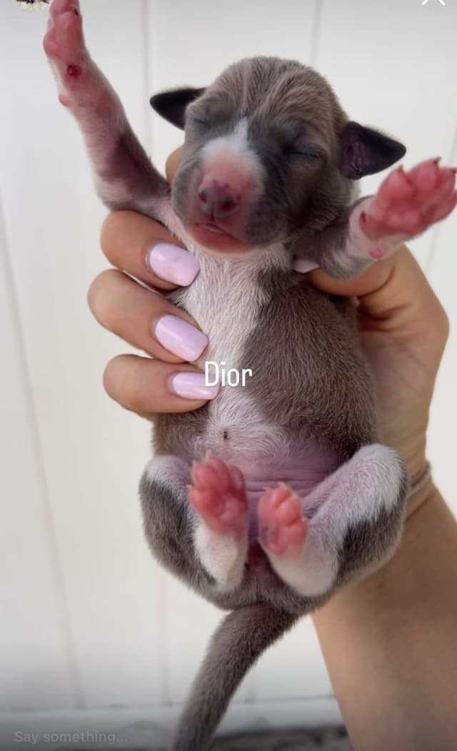 Italian Greyhound Puppies media 12