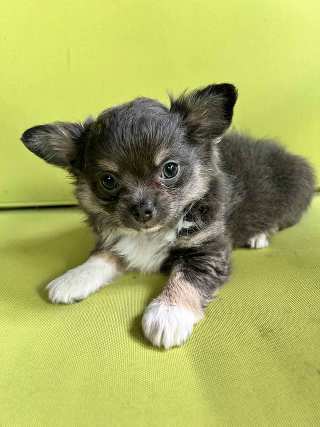 Chihuahua Puppies media 3