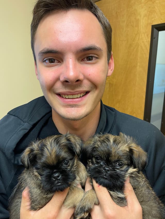 Brussels Griffon Puppies media 2