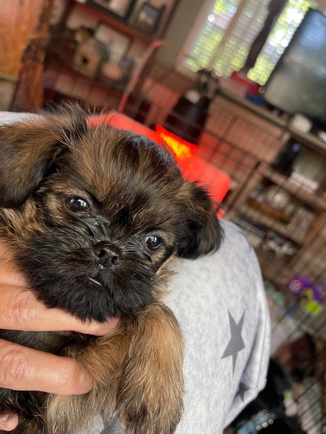 Brussels Griffon Puppies media 3