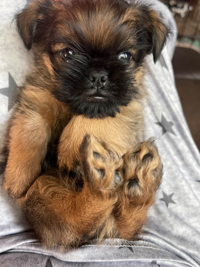 Brussels Griffon Puppies media 4