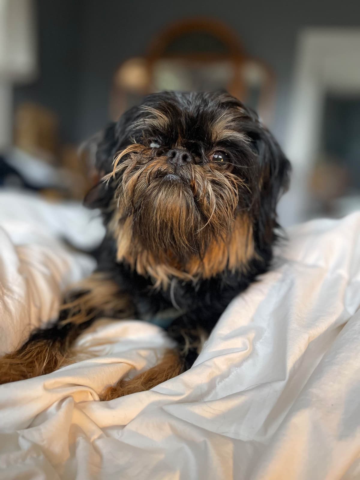 Brussels Griffon Puppies breeder image 2