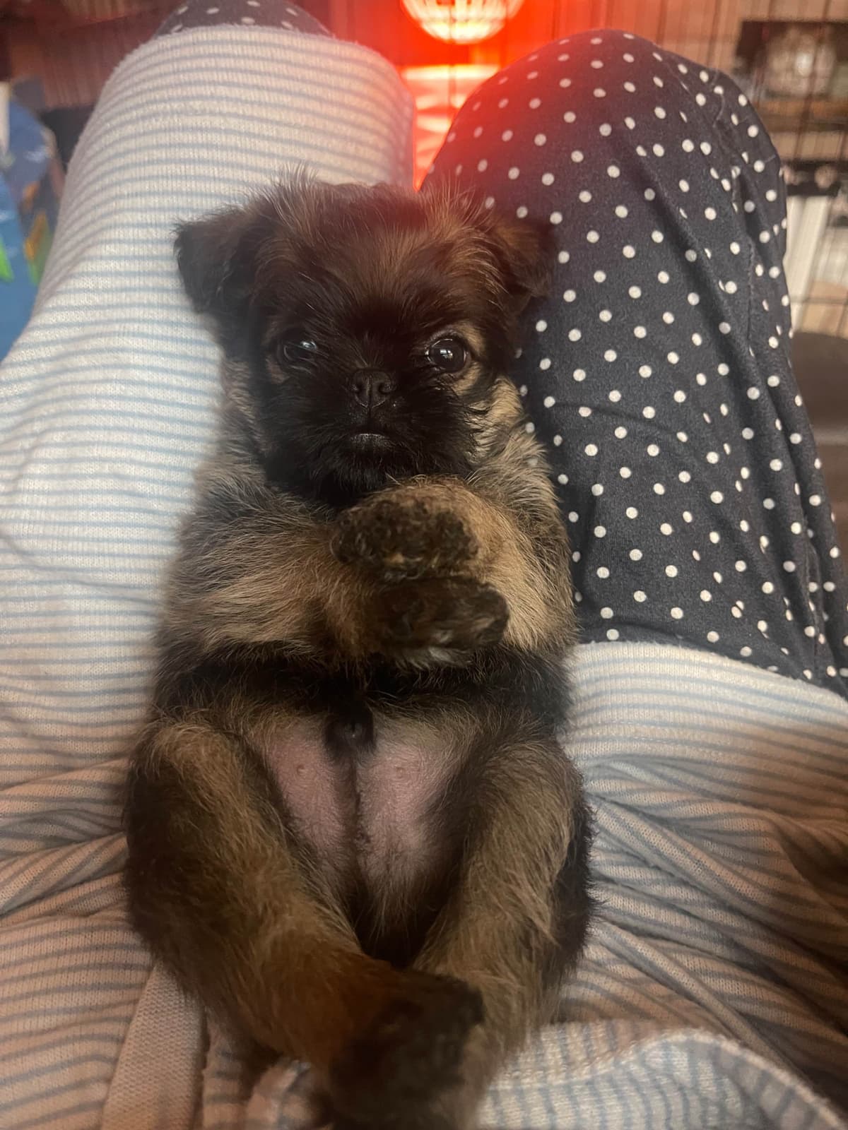 Brussels Griffon Puppies breeder image 3