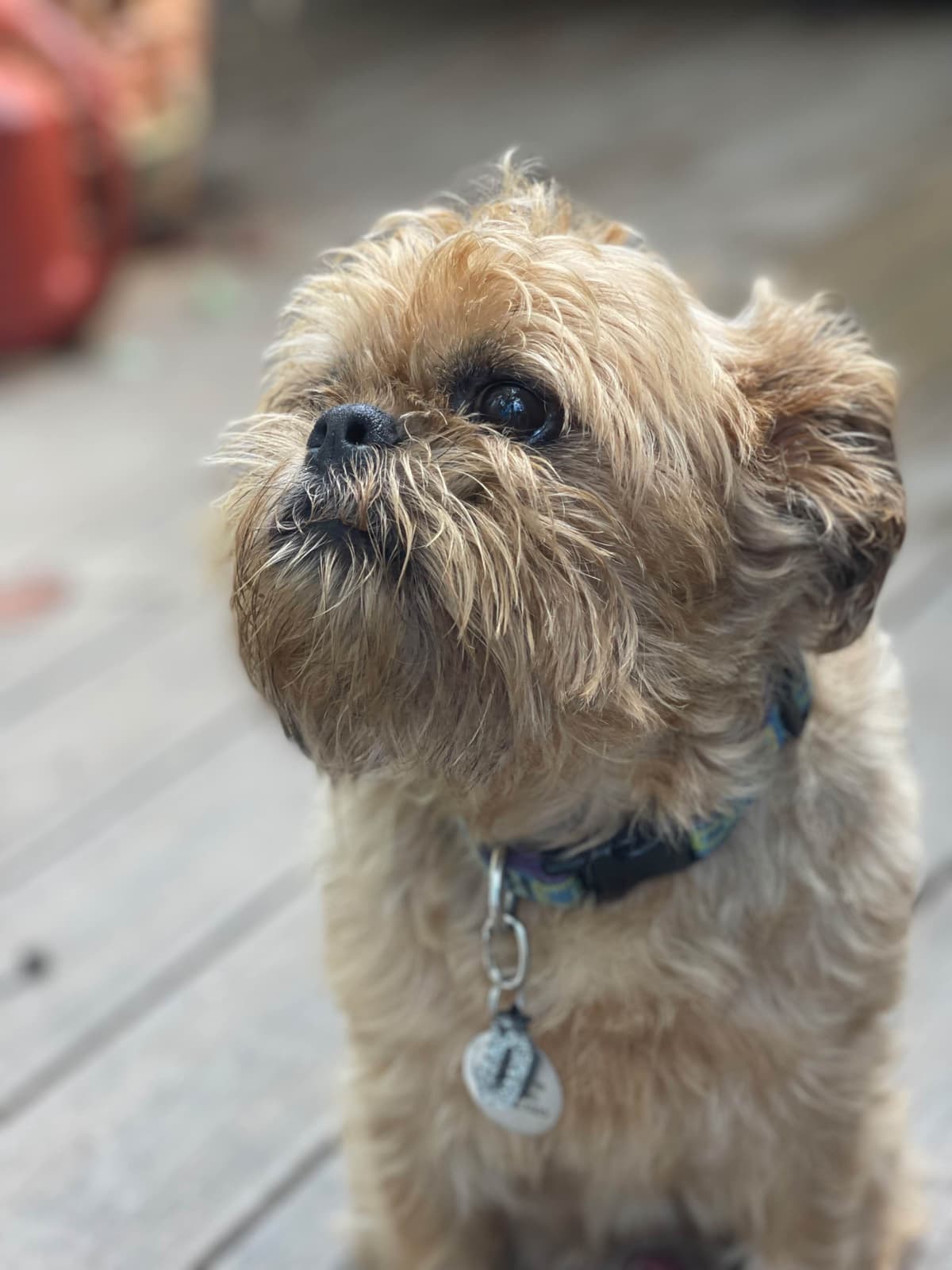 Brussels Griffon Puppies breeder image 5