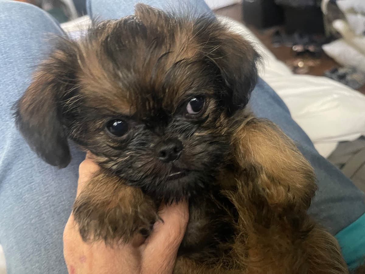 Brussels Griffon Puppies breeder image 6