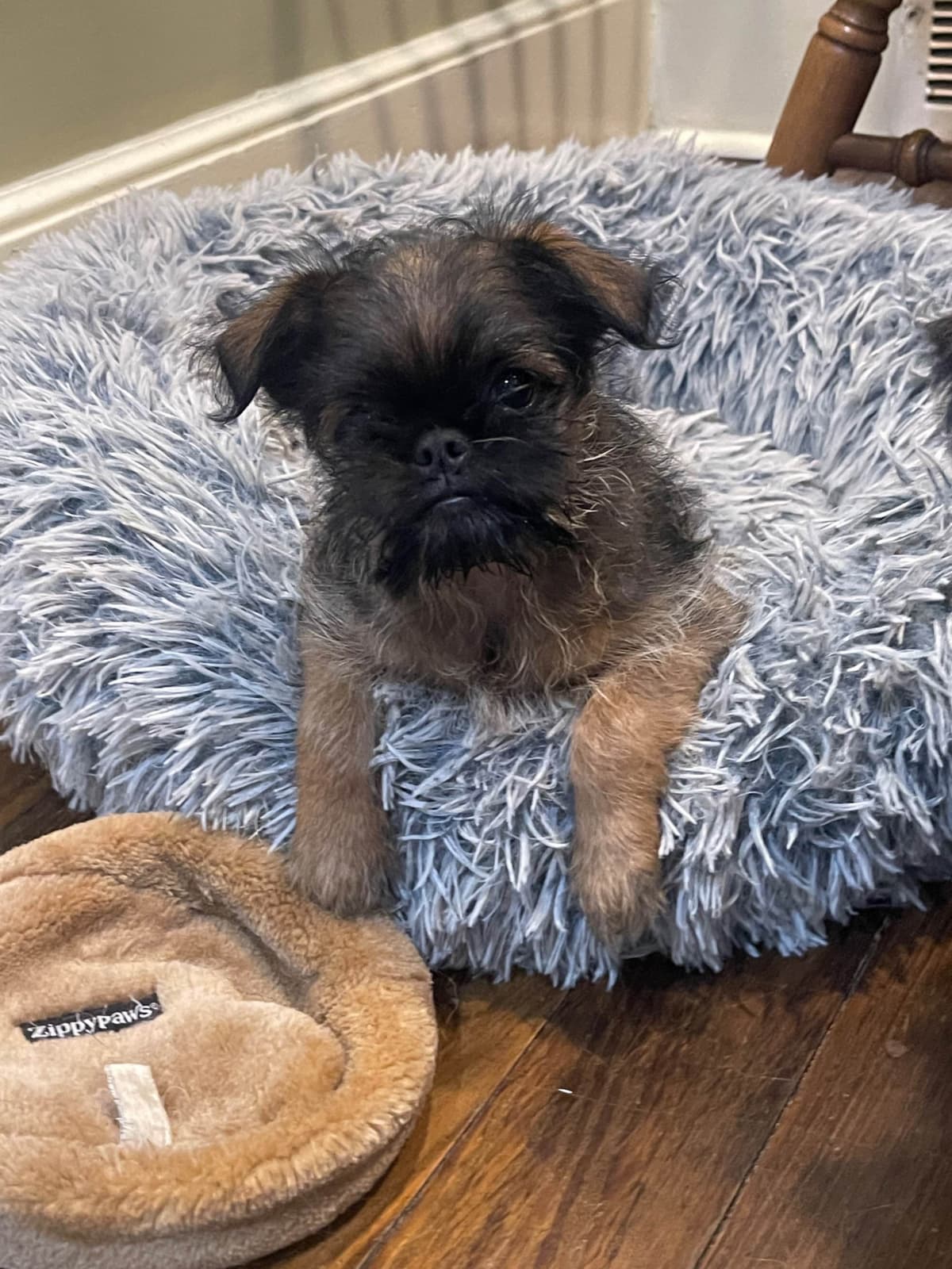 Brussels Griffon Puppies breeder image 7