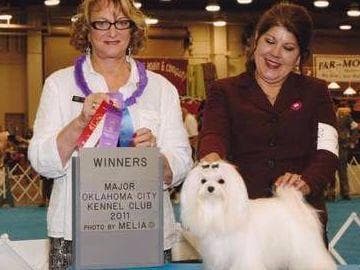 Yorkshire Terrier Puppies breeder image 3