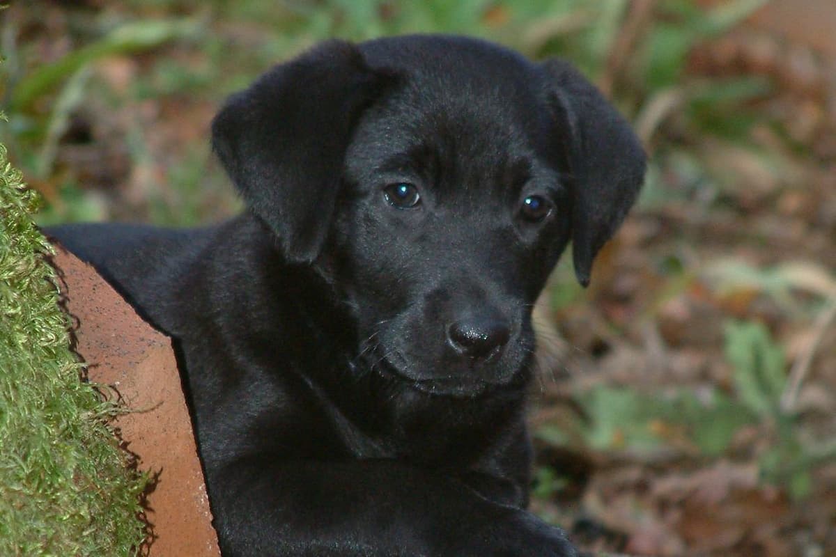 Labrador Retriever Puppies From Hall of Fame Lines breeder image 3