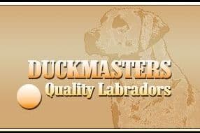 Labrador Retriever Puppies From Hall of Fame Lines breeder image 1