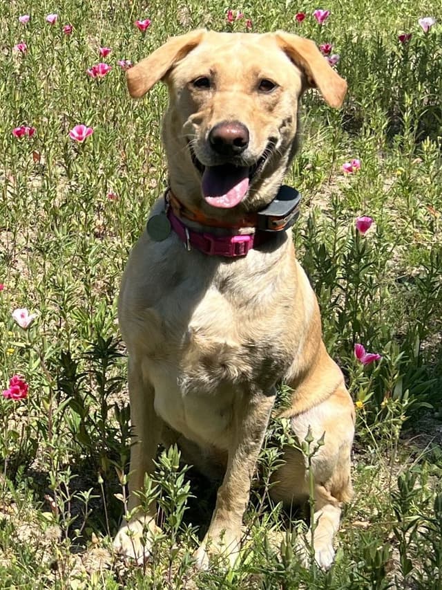 Labrador Retriever Puppies From Hall of Fame Lines media 2
