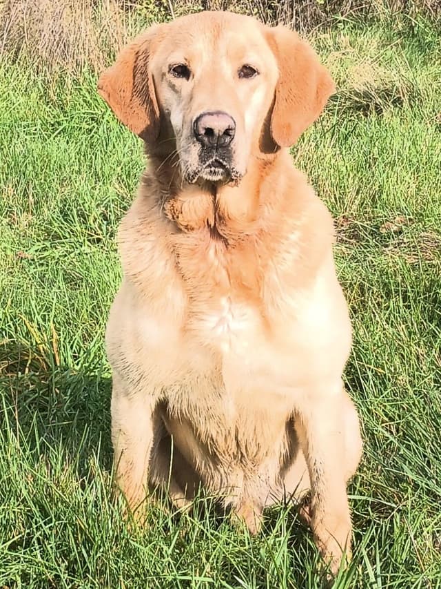 Labrador Retriever Puppies From Hall of Fame Lines media 4