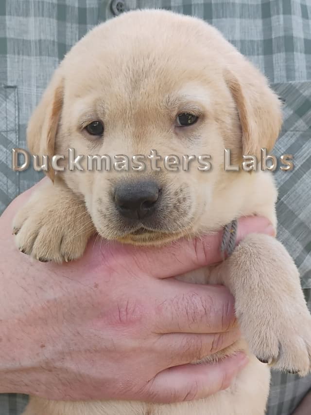 Labrador Retriever Puppies From Hall of Fame Lines media 6