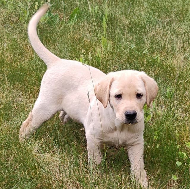 Labrador Retriever Puppies From Hall of Fame Lines media 7