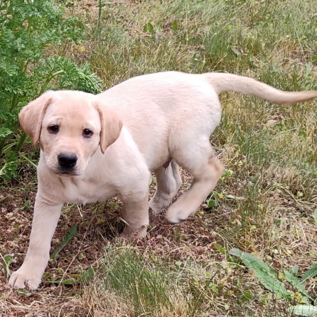 Labrador Retriever Puppies From Hall of Fame Lines media 8