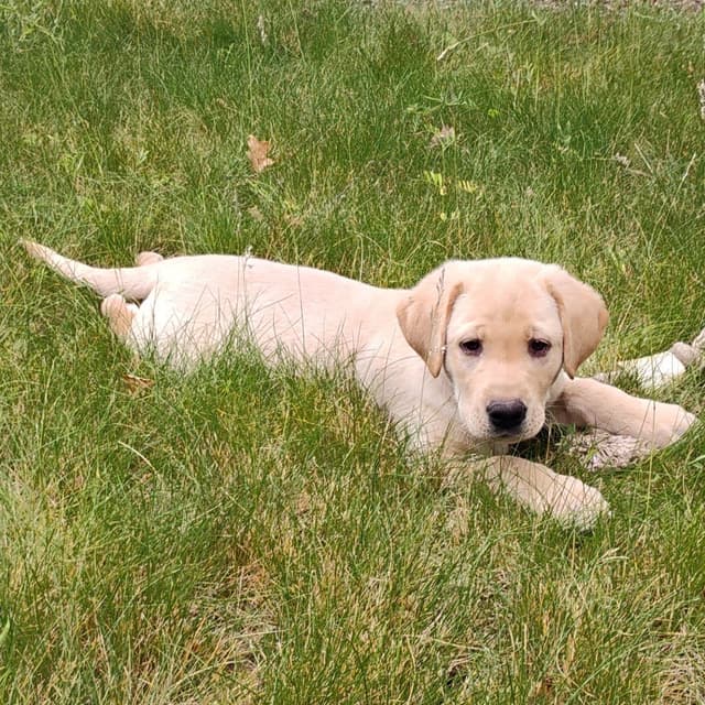 Labrador Retriever Puppies From Hall of Fame Lines media 9
