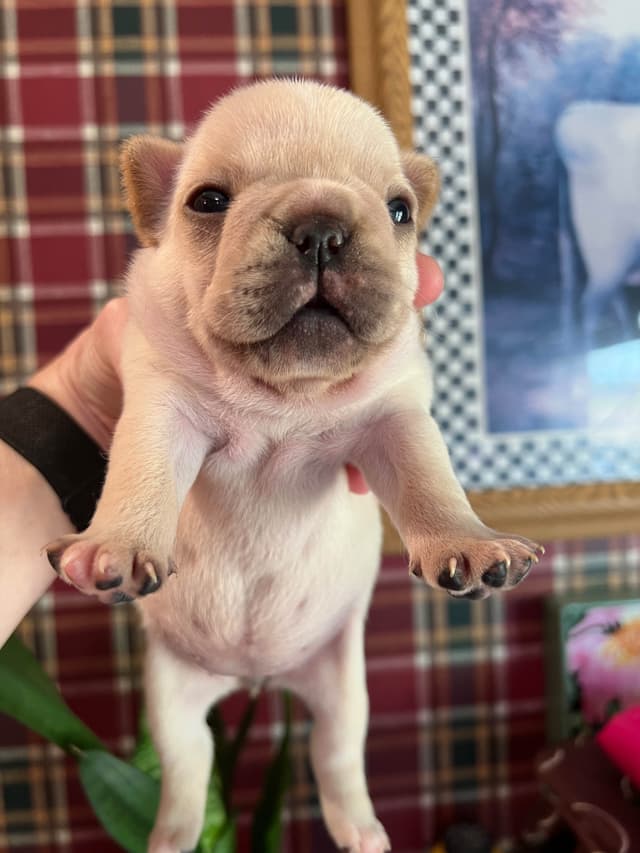 Champion Sired French Bulldog Puppies media 11