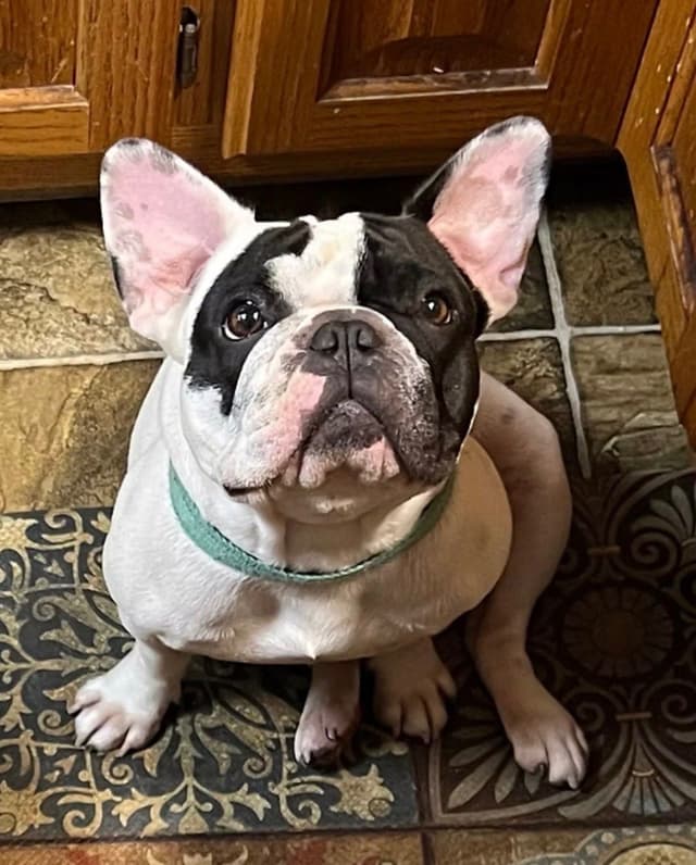 Champion Sired French Bulldog Puppies media 14