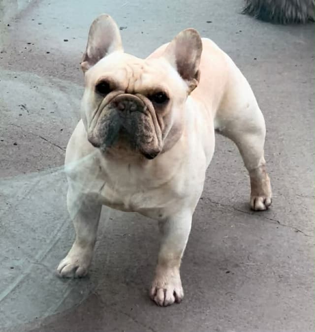 Champion Sired French Bulldog Puppies media 13